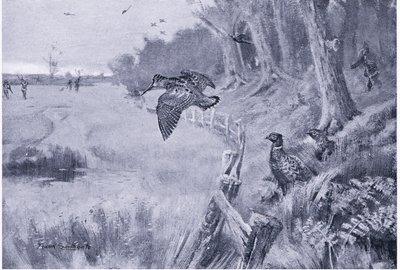 Mark-cock by Frank Southgate
